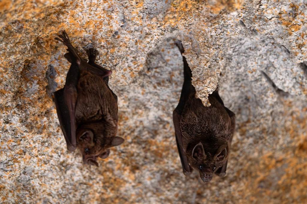 Découverte des chauves-souris