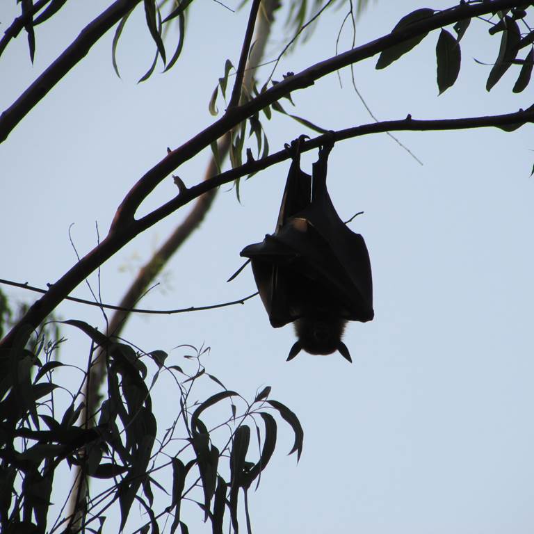 Événement : Découverte des chauves-souris