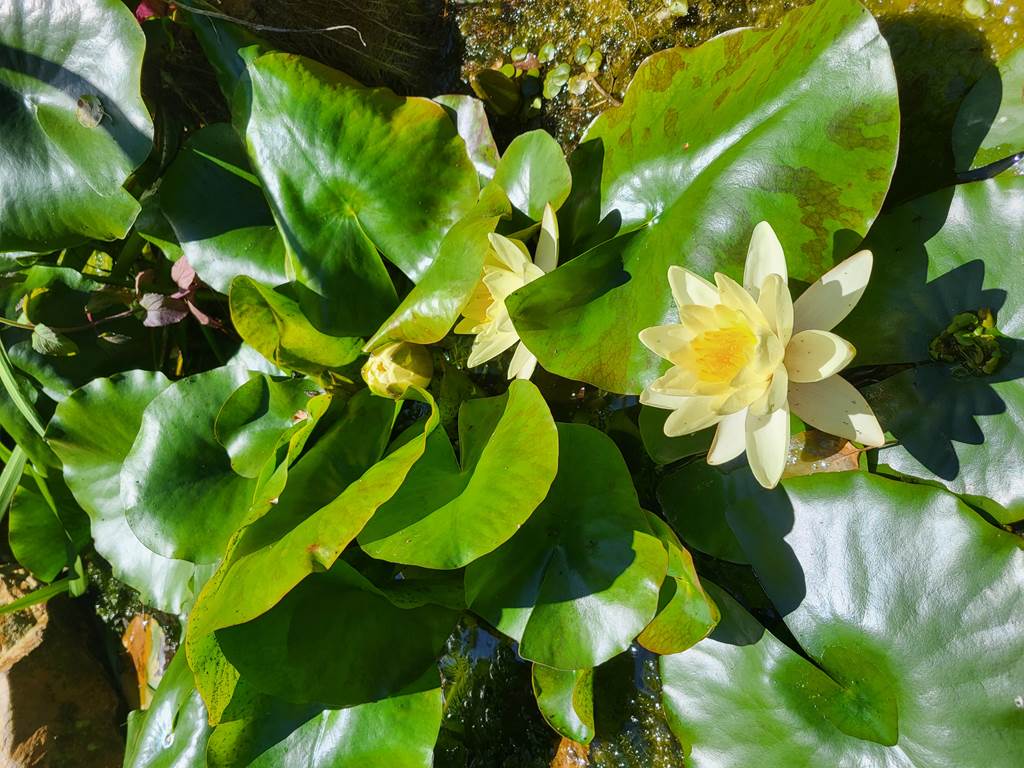 Bel Aora Spa, Champlin - photo 25