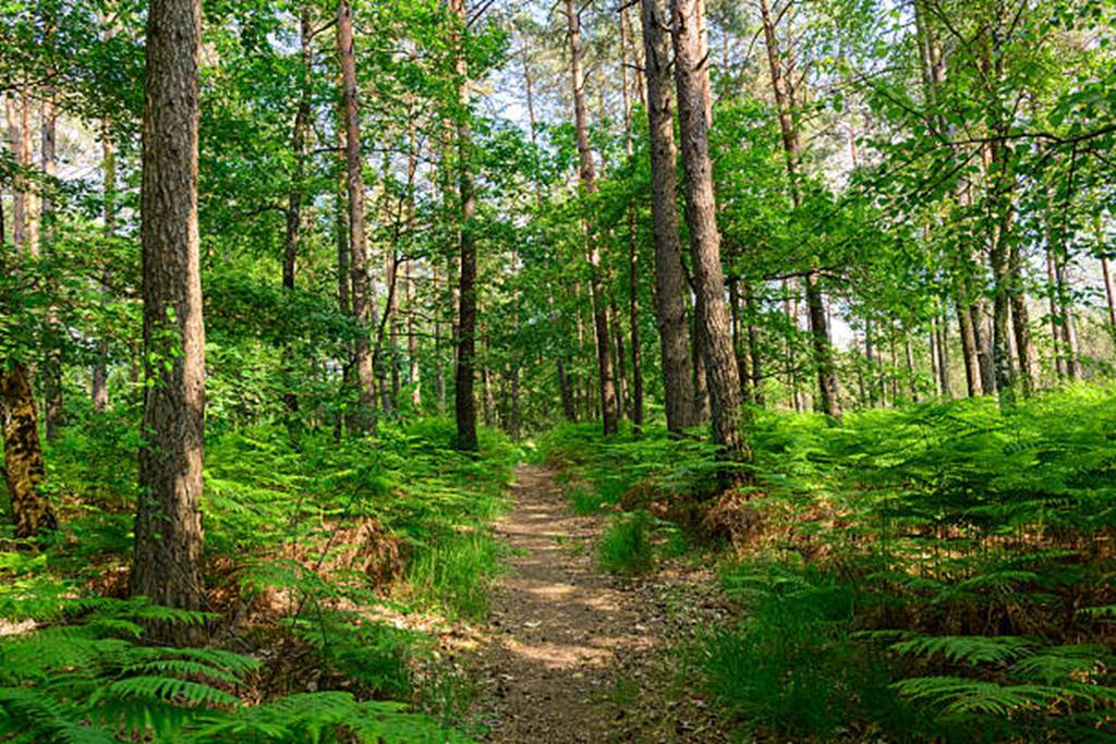 A la découvert de la forêt de Signy-l'Abbaye