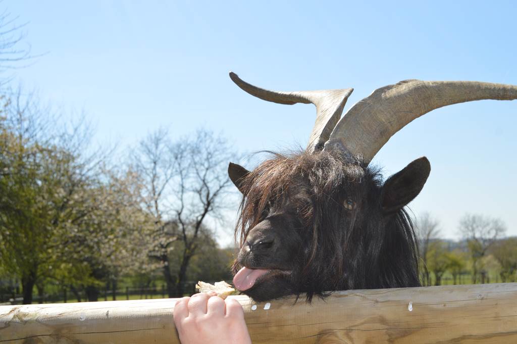 Arche de Noé - photo 3