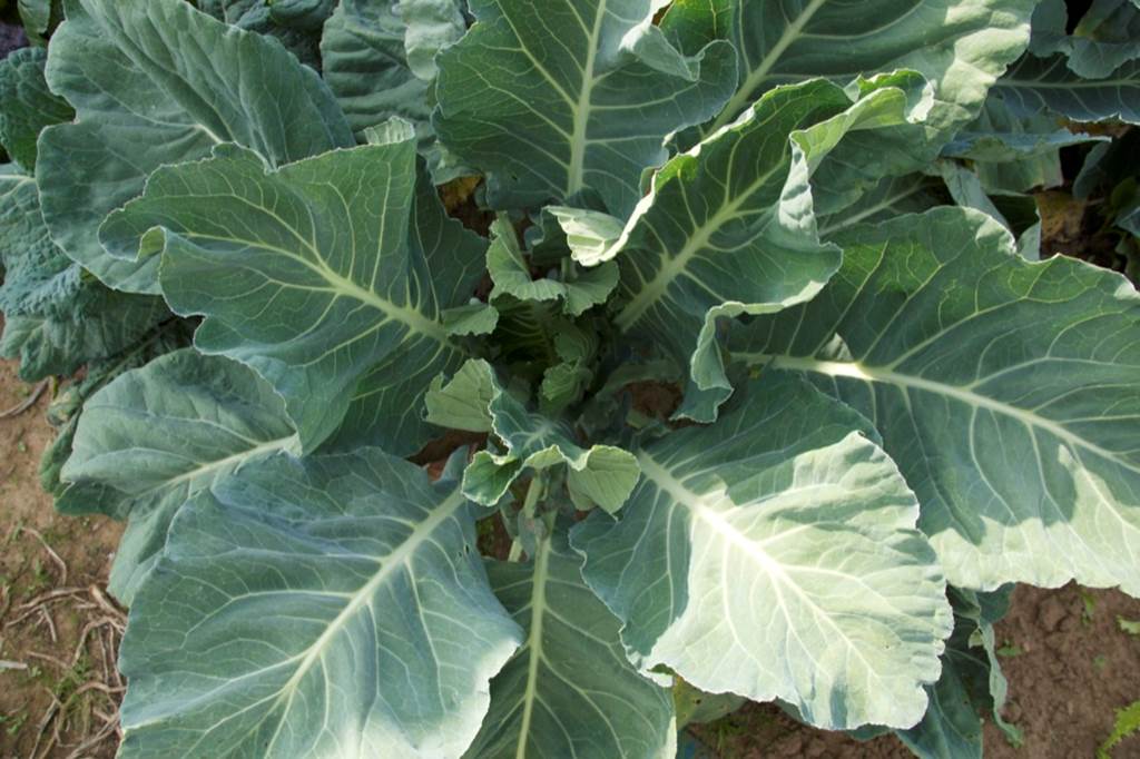 GAEC Maison Bosserelle