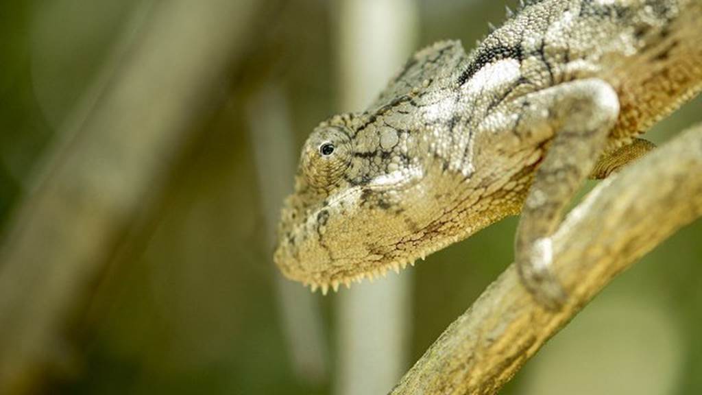 Amphibiens et reptiles de Tarn-et-Garonne