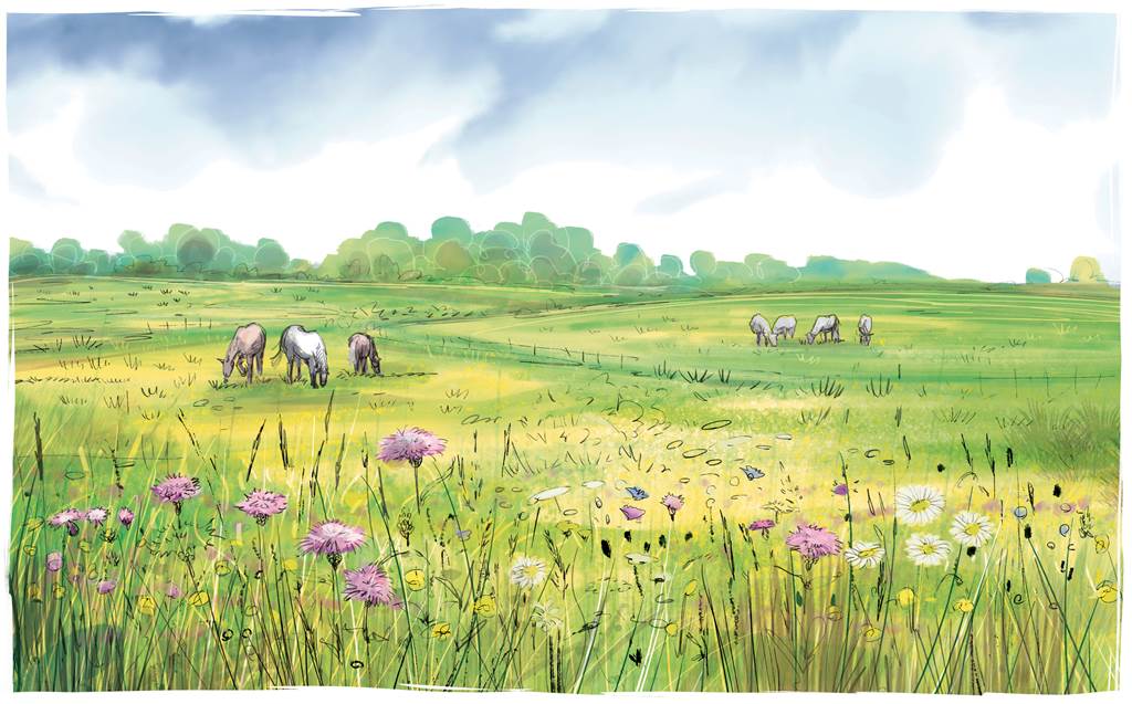 Flore des prairies humides