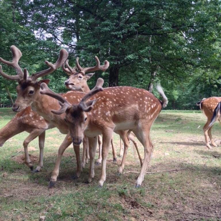 Parc Animalier de Charleville-Mézières, Charleville-Mézières - photo 4