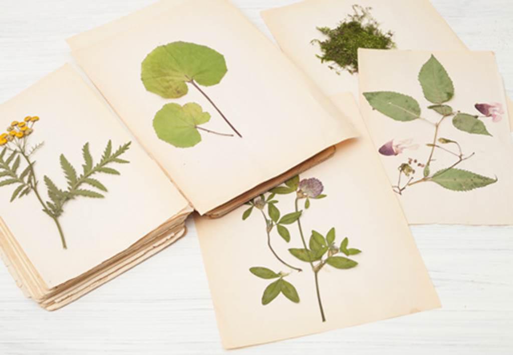 Fabrication d'un herbier