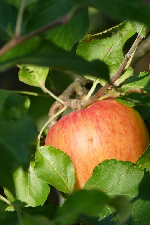 Le Verger de Saint-Pierre