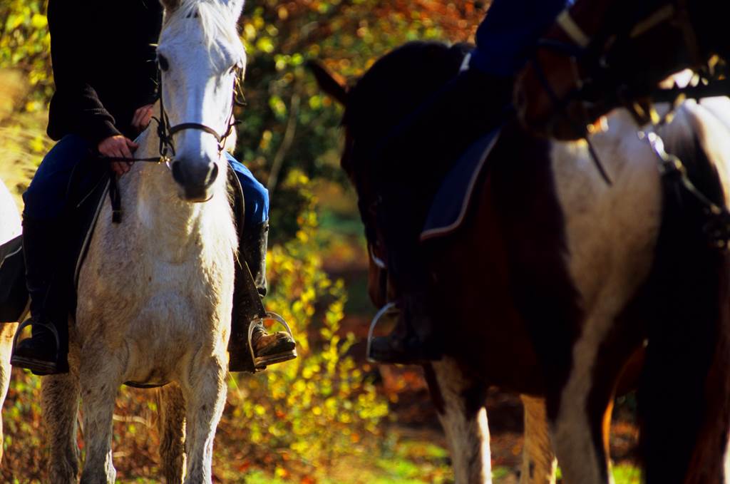 Poney Club de la Marfée