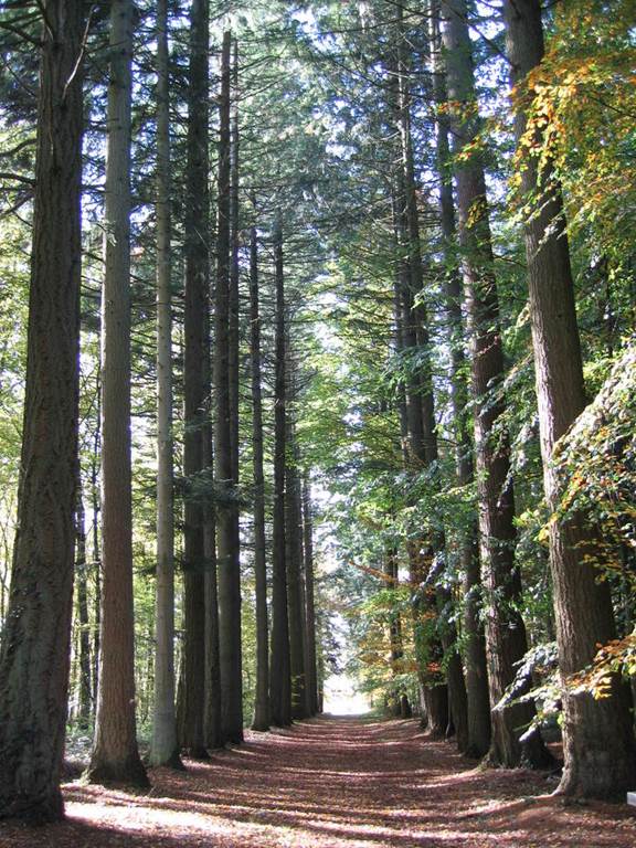 Arboretum de Vendresse