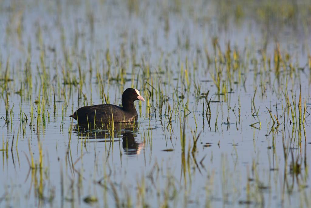 Sentier découverte du Vieil-Étang de Bairon, Bairon et ses environs - photo 4