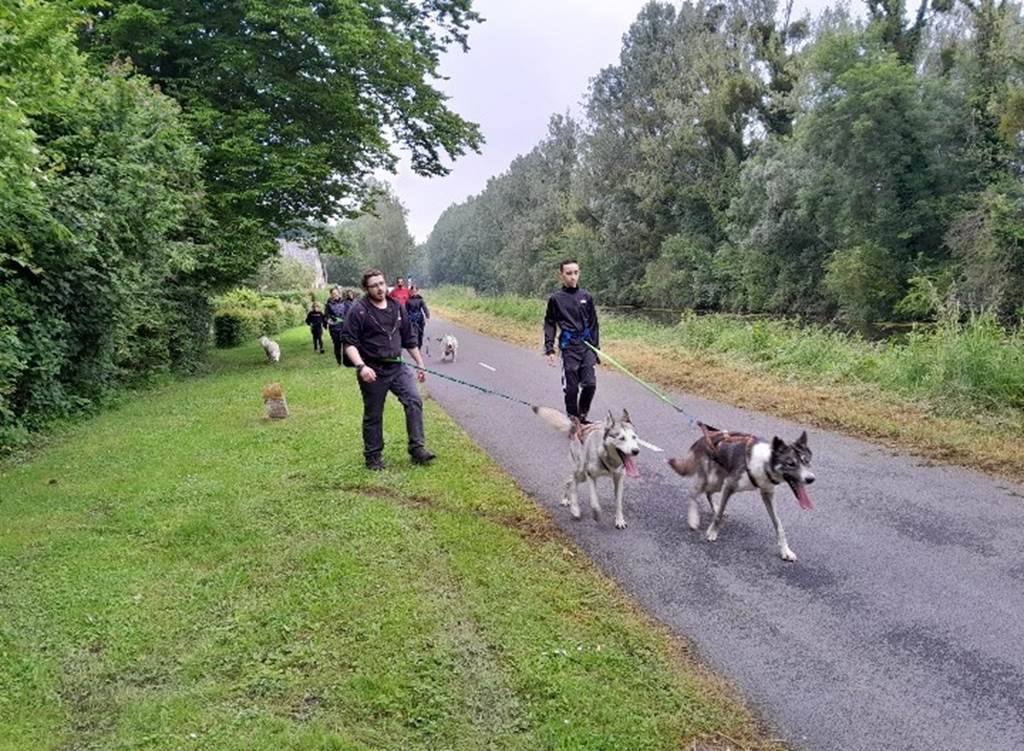 Rêve de huskys