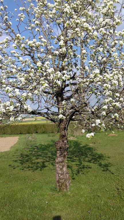 Aux trois petites notes, La Sabotterie - photo 3