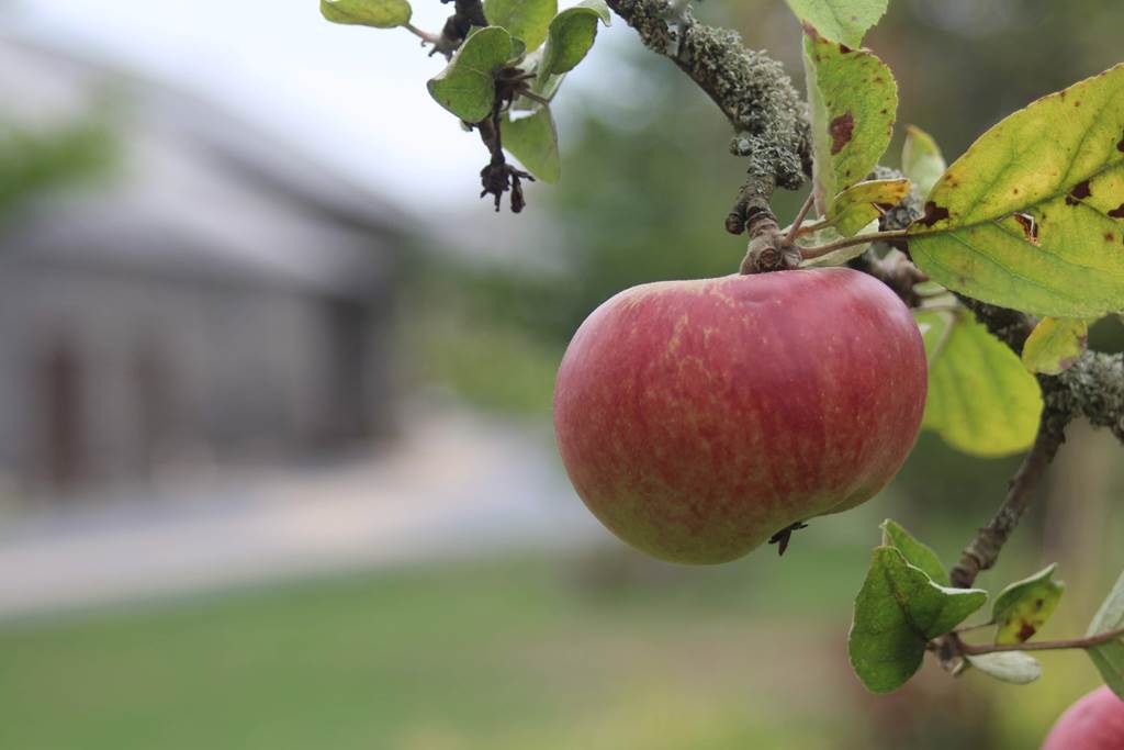 Le verger et la roseraie du Relais de Poste aux Chevaux, Launois-sur-Vence - photo 2