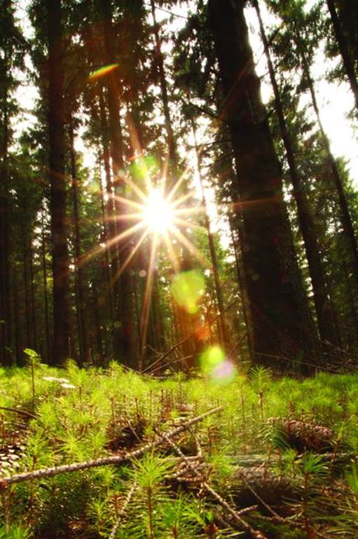 Le sentier du Bois Talot, Illy - photo 2