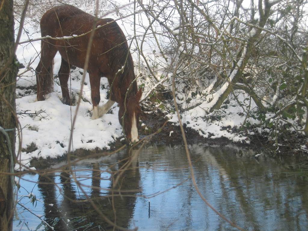 Ecuries de Marlemont