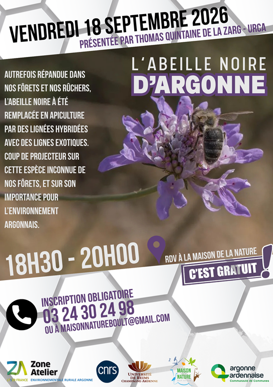 L'abeille noire d'Argonne, une habitante de nos forêts