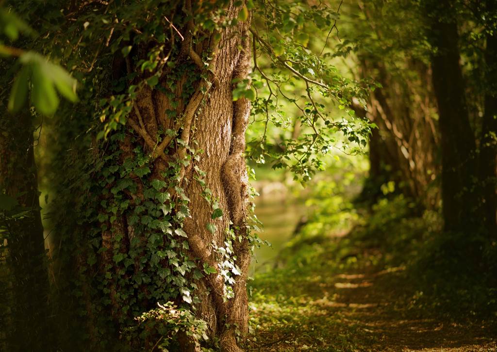 Sortie nature : Bain de forêt — visuel événement