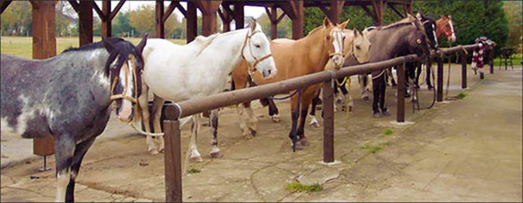 El Rancho Criollo — photo 3