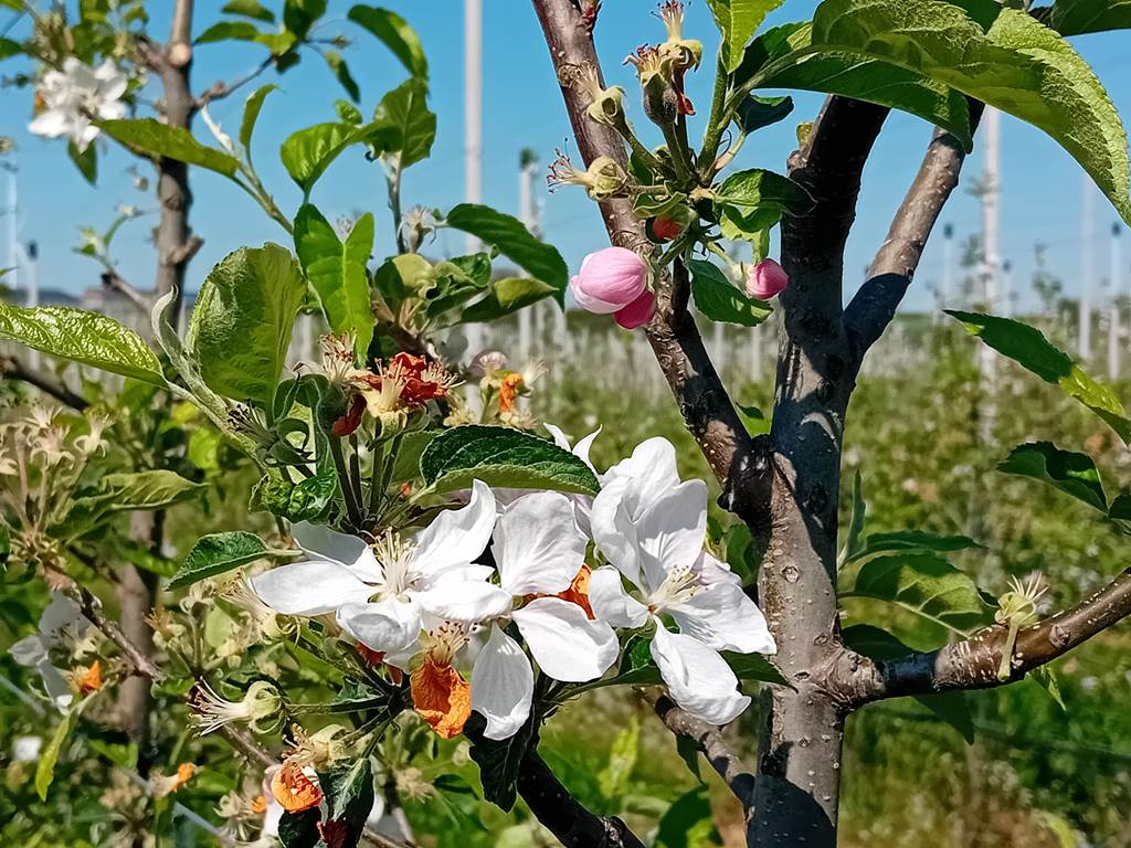 Cueillette de pommes au verger — visuel événement