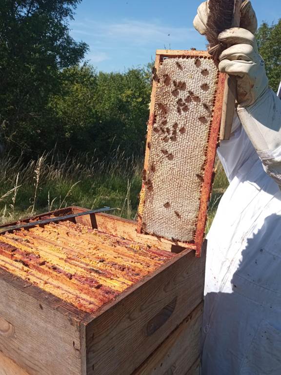 Ferme pédagogique Le Rucher du Marcassin