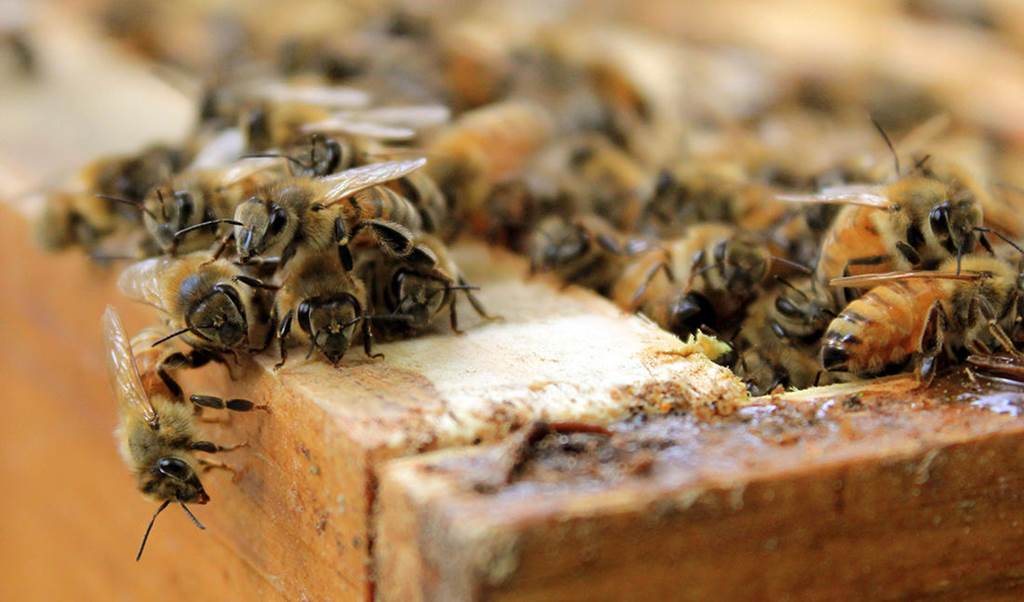Et si les abeilles disparaissaient ?
