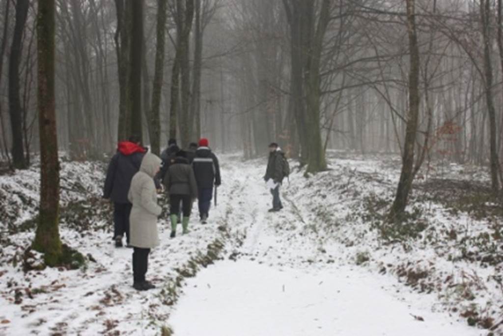 La forêt en hiver