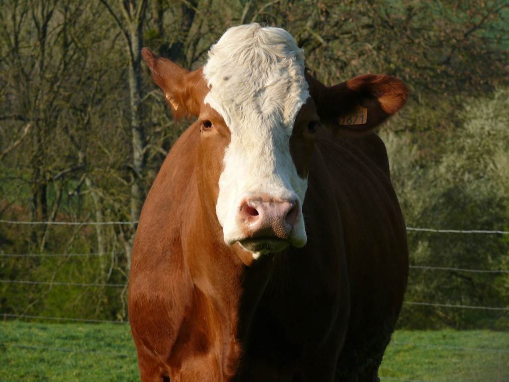 Ferme de Champel