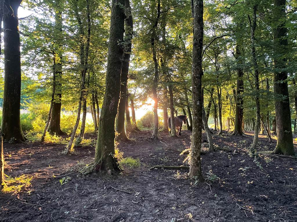 Au rythme d'Arduinna, Touligny - photo 10