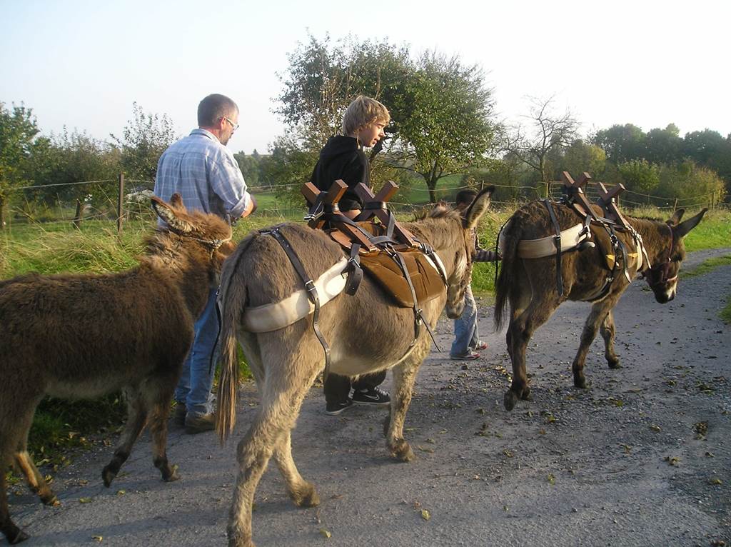 Randonnée avec des ânes de bât - Liart