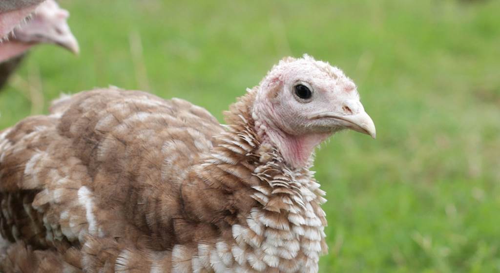 EARL Godefroy - La Dinde Rouge des Ardennes