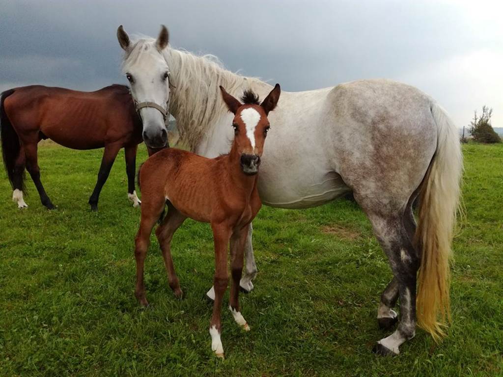 Centre équestre et poney club de Marlemont