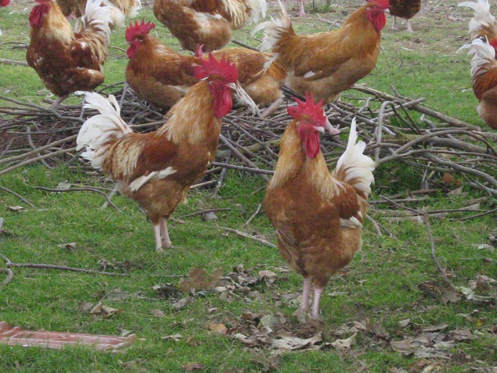 Les volailles et agneaux de la ferme — photo 3