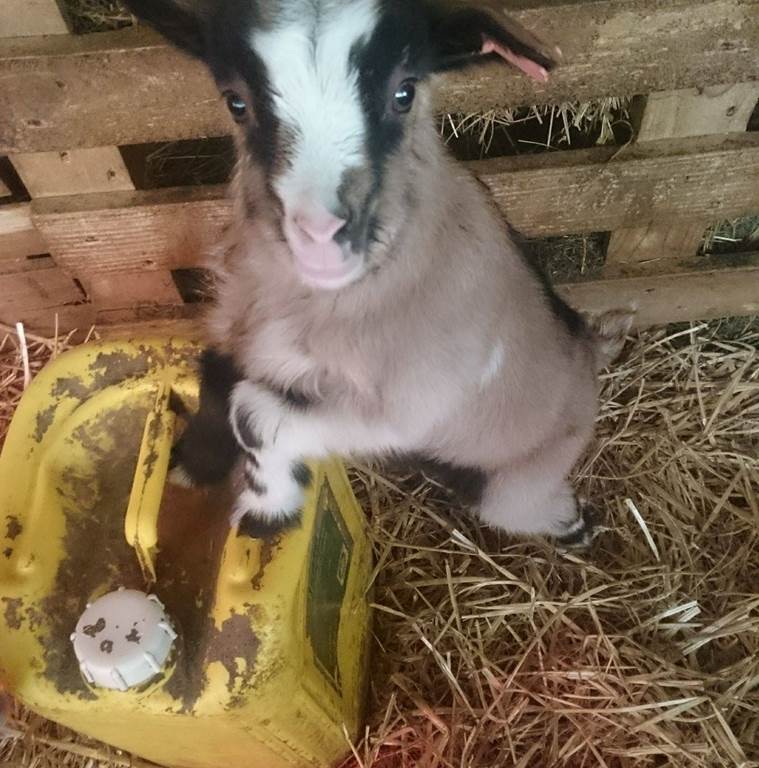 La chèvrerie de Logny-Bogny