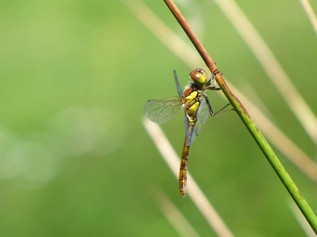 libellules