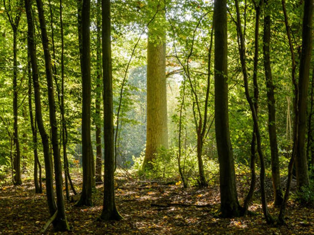 Laissez la nature prendre soin de vous