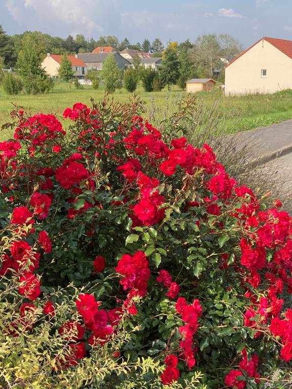 Avançon - Village Fleuri "1 fleur", Avançon - photo 4