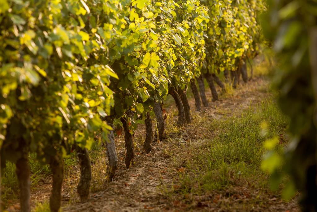vignoble de Fronton - vignes