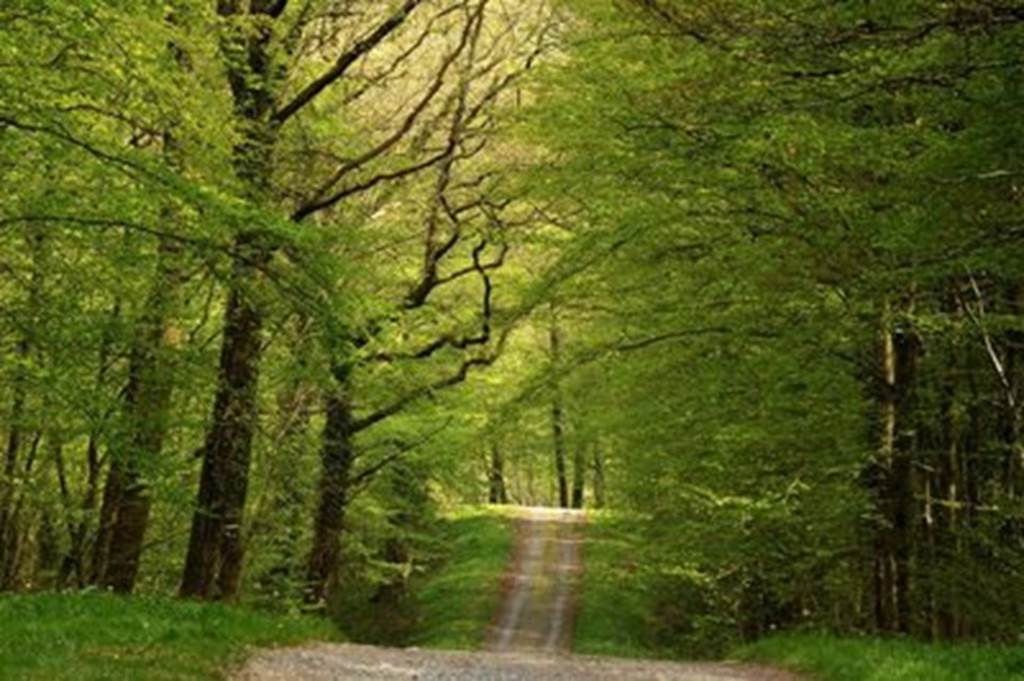 Mémoire de la Big Red One, Fléville - photo 2