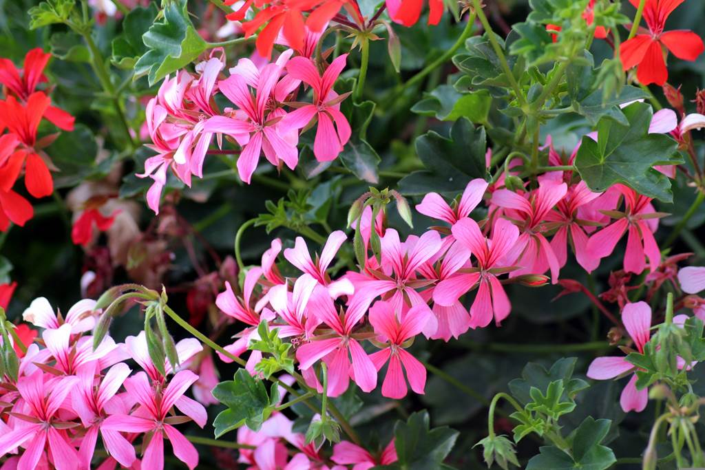 Vide-grenier/Marché aux fleurs, Chooz