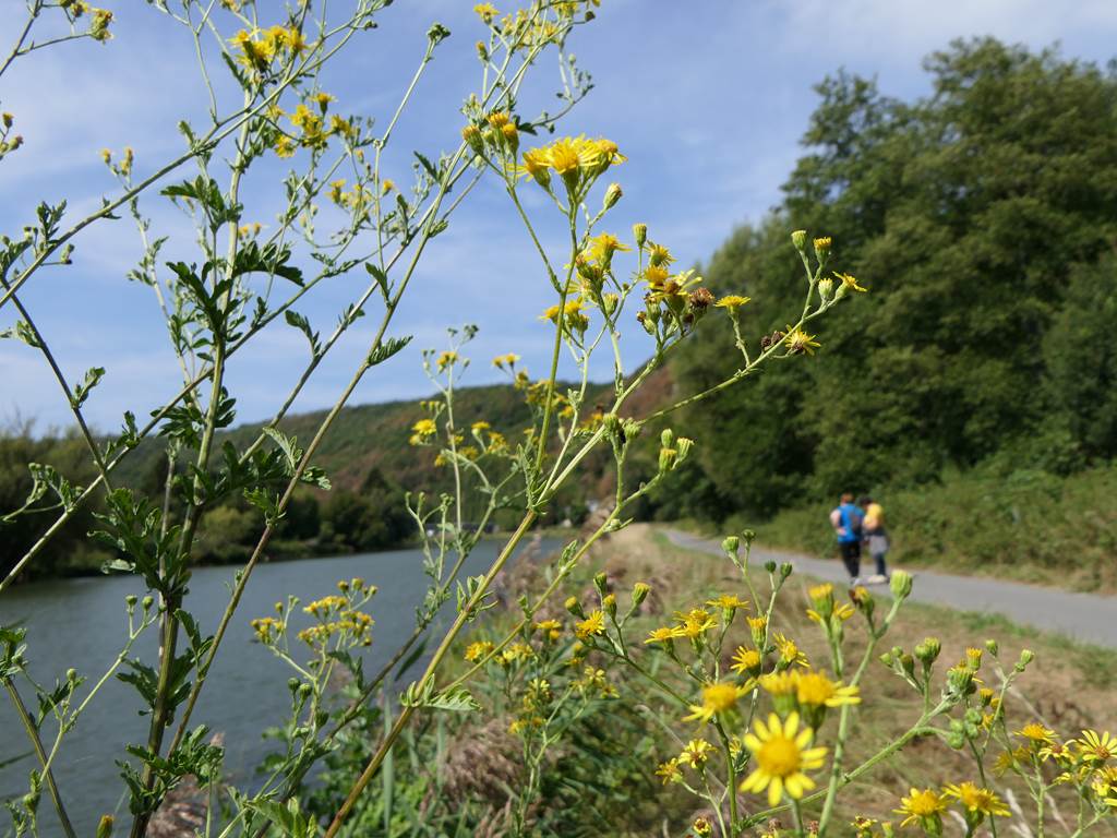 Halte de Joigny sur Meuse, Joigny-sur-Meuse