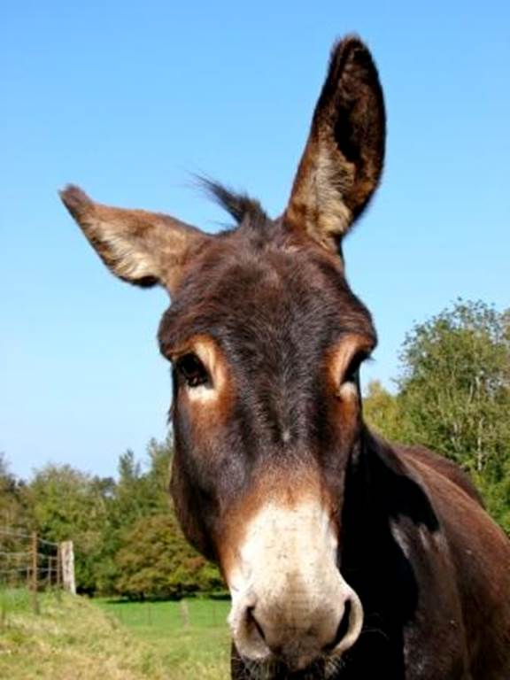 Un âne en Ardennes