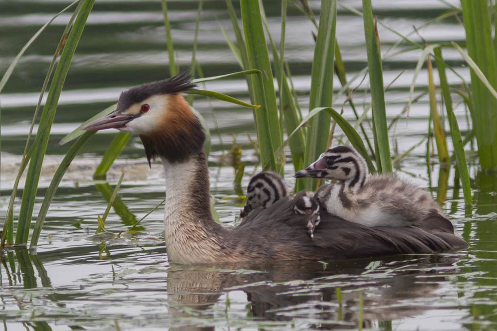 Sentier découverte du Vieil-Étang de Bairon, Bairon et ses environs