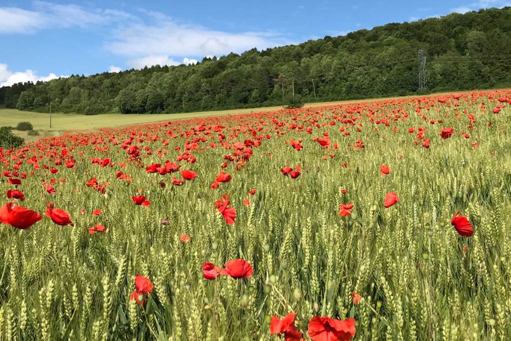 Domaine de Montflix chambre 1, Grandpré - photo 9