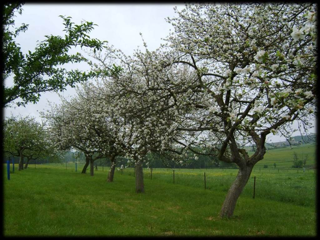 WARNECOURT, Village fleuri "3 Fleurs"