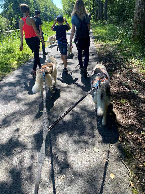 Rêve de huskys — photo 3