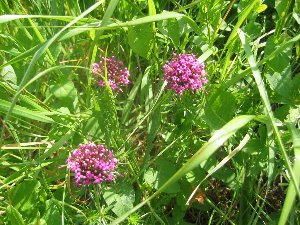 Eglise de Servion, Rouvroy-sur-Audry - photo 5