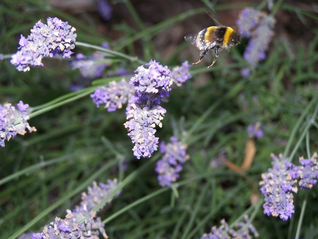 NOYERS PONT MAUGIS, Village Fleuri "1 Fleur"