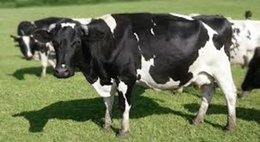 Gaec du Mont Fosse- Produits laitiers frais bio