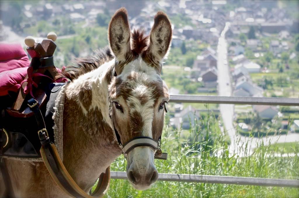 Dans les Crêtes à cheval — photo 3