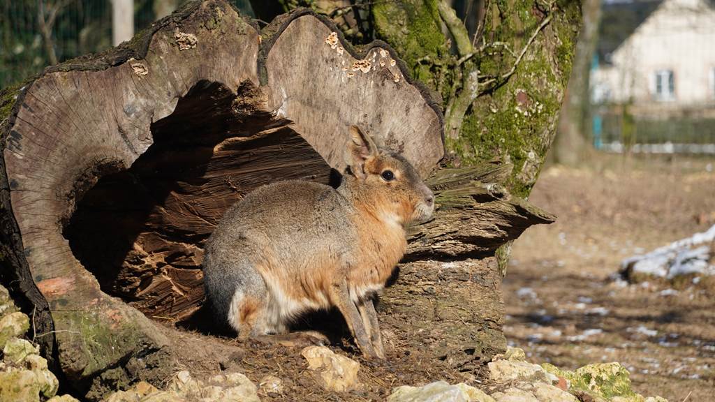 Arche de Noé - photo 2